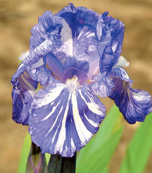 Blueberry Filly | Intermediate Bearded Iris – Schreiner's Gardens
