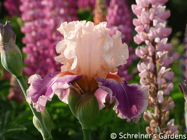 Billie & 2025 blossom tall