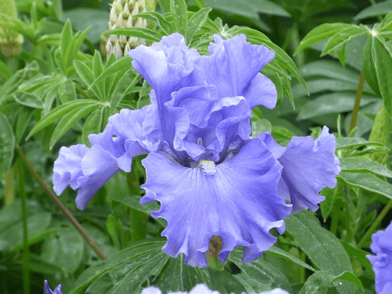 Schreiner's Gardens Merchant Marine