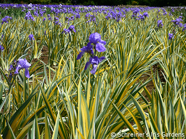 Pallida Variegata Gold Potted Iris