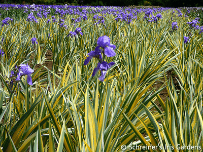 Pallida Variegata Gold Potted Iris