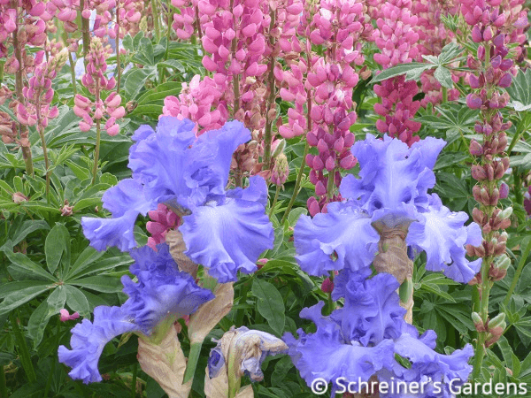Yaquina Blue | Tall Bearded Iris – Schreiner's Gardens