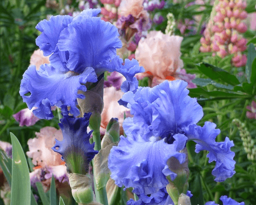Baltic Sea | Tall Bearded Iris – Schreiner's Gardens
