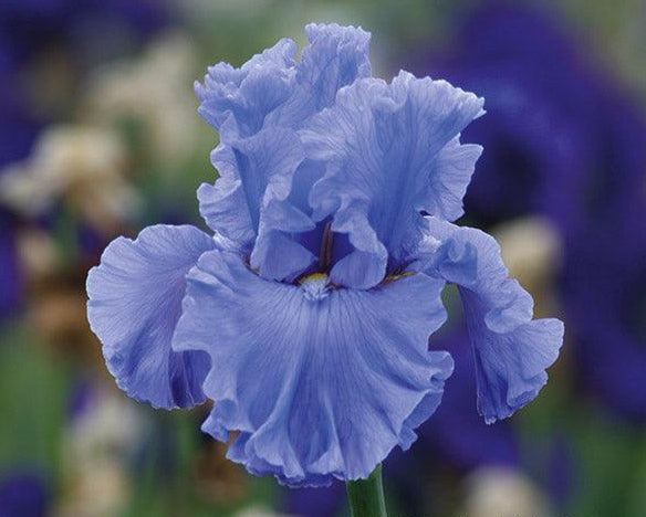 Bubbling Waves | Tall Bearded Iris – Schreiner's Gardens