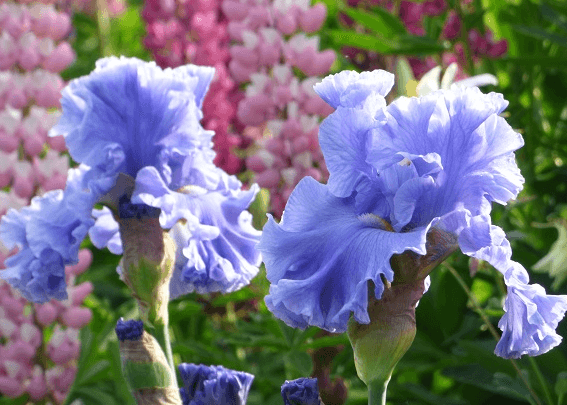 Bubbling Waves | Tall Bearded Iris – Schreiner's Gardens