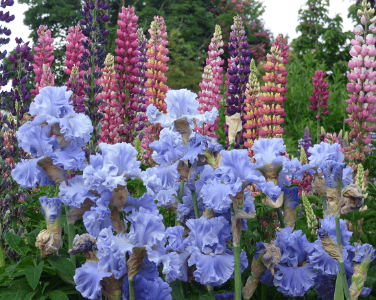 Bubbling Waves | Tall Bearded Iris – Schreiner's Gardens