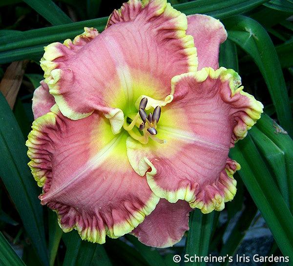 Shop all Daylilies – Page 15 – Schreiner's Gardens