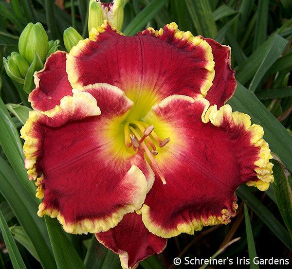 Blindingly Beautiful