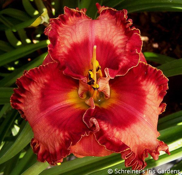 Spacecoast Lipstick Kisses