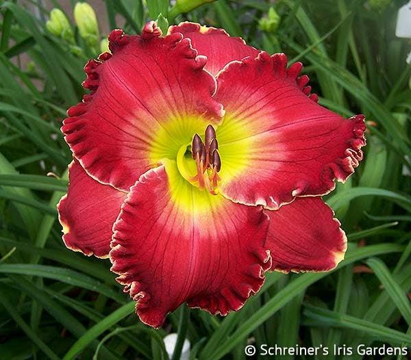Barbara Mandrell | Spring Daylily Catalog – Schreiner's Gardens