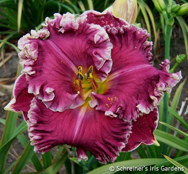 Confidante (Daylily)