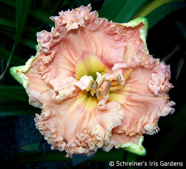 Ruffles on Ruffles | Spring Daylily Catalog – Schreiner's Gardens