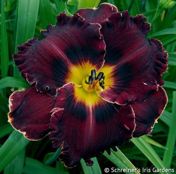 Happy Silver Anniversary