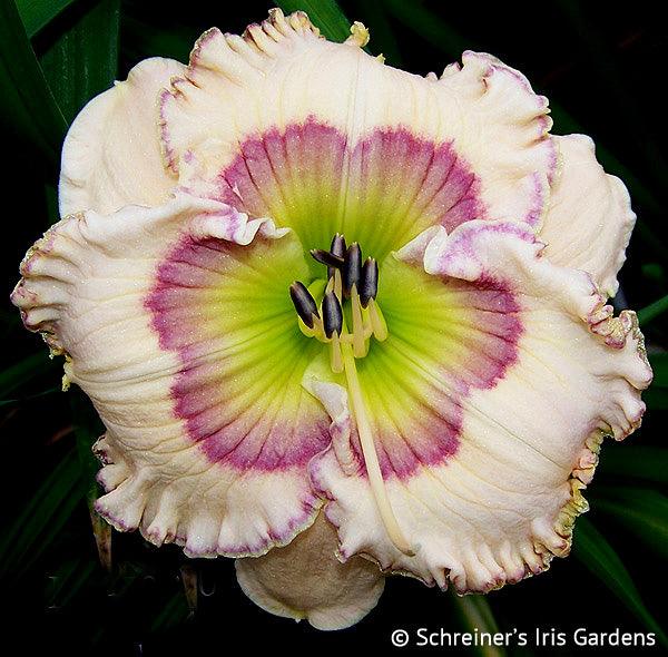 Willamette Mist (Daylily)