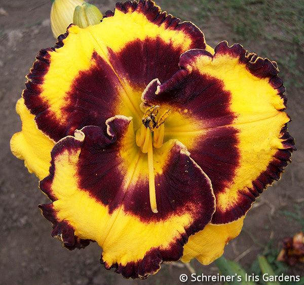 Pulsator (Daylily)