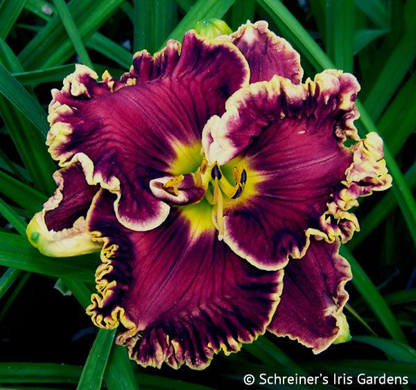 Virtual Reality | Daylily Catalog – Schreiner's Gardens