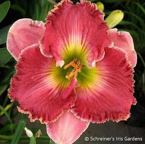 Seashell Spring Sculpted Seashells | Spring Daylily Catalog – Schreiner's Gardens