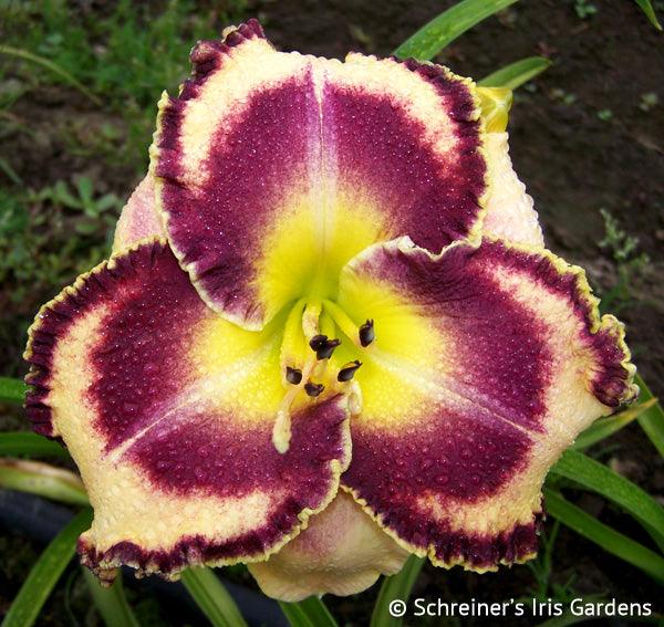 Southern Dazzle