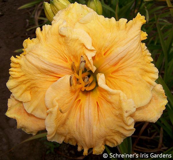 Groovin' | Spring Daylily Catalog – Schreiner's Gardens