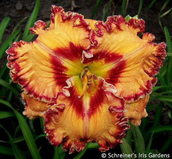 Parrots of the Caribbean