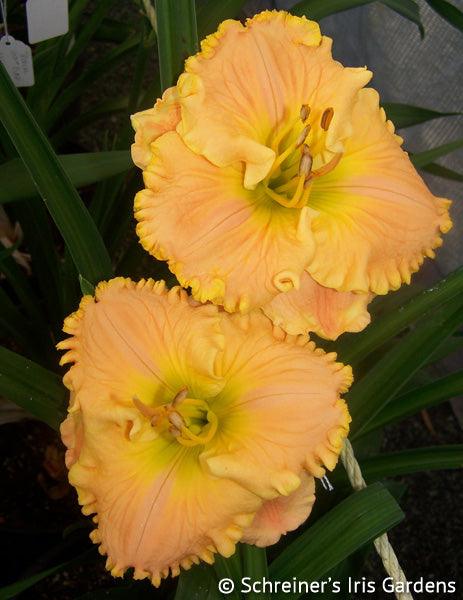 Chilled Orange Sorbet