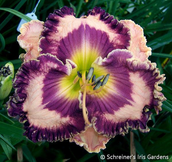 Diversity | Spring Daylily Catalog – Schreiner's Gardens
