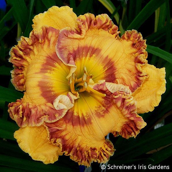 She Can Tango (Daylily)