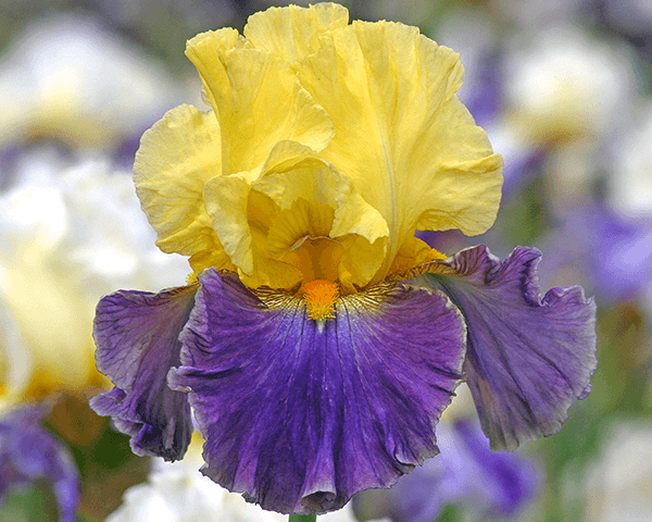 Island Hop | Tall Bearded Iris – Schreiner's Gardens Island Hop | Tall Bearded Iris – Schreiner's Gardens
