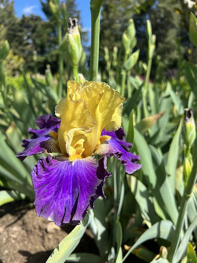 Island Hop Potted Iris