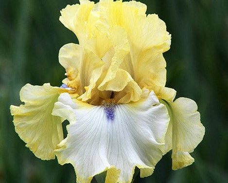 Blind Ambition | Tall Bearded Iris – Schreiner's Gardens