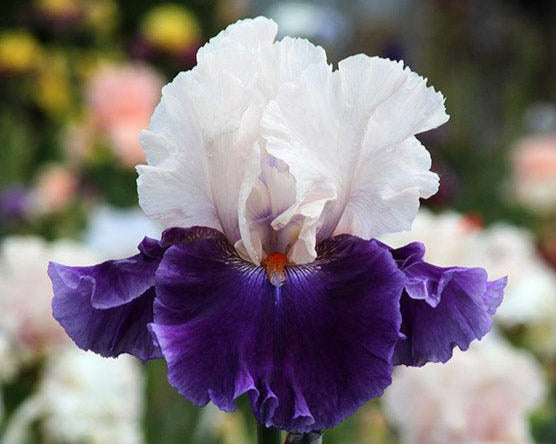 Aello | Tall Bearded Iris – Schreiner's Gardens