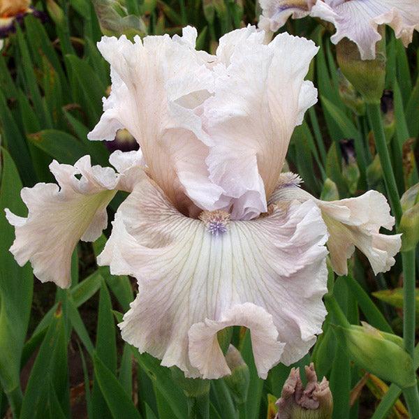 Friendly Advice | Tall Bearded Iris – Schreiner's Gardens