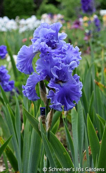 Sea Power | Tall Bearded Iris – Schreiner's Gardens
