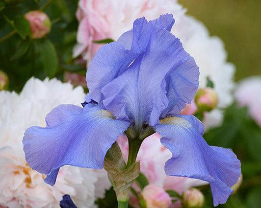 Sugar Blues | Tall Bearded Iris – Schreiner's Gardens