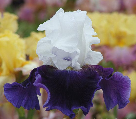 Bet The Farm Tall Bearded Iris