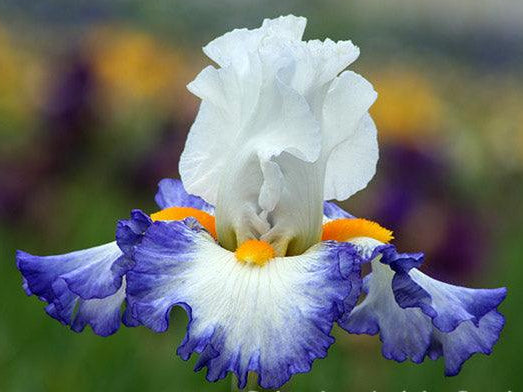 Brilliant Idea | Tall Bearded Iris