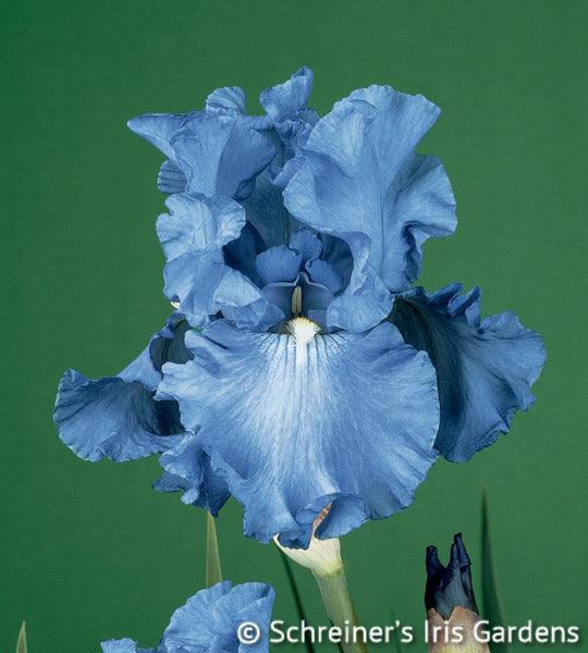 Fiesta In Blue