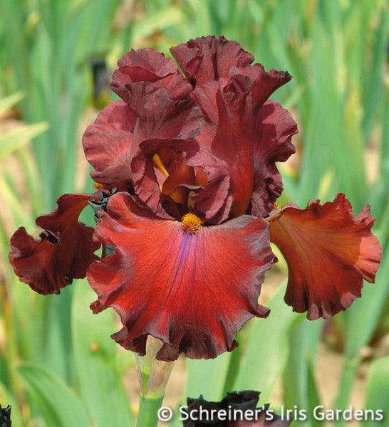 Red | Tall Bearded Iris