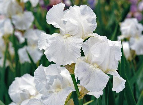 Immortality | Tall Bearded Iris