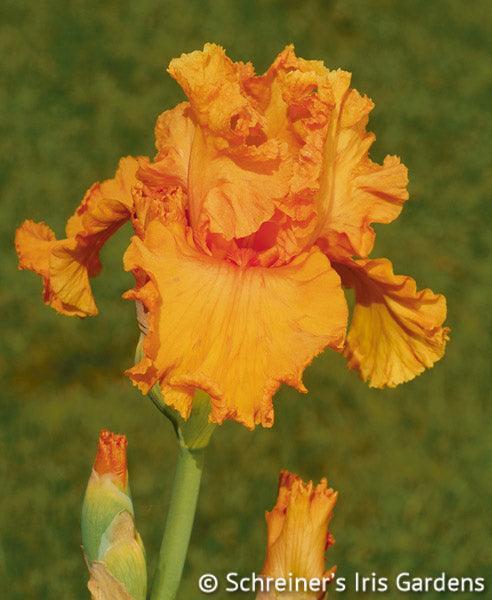 Orange King