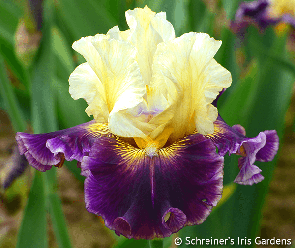 Frenchglen Reblooming Iris Colorful Summer Blossoms