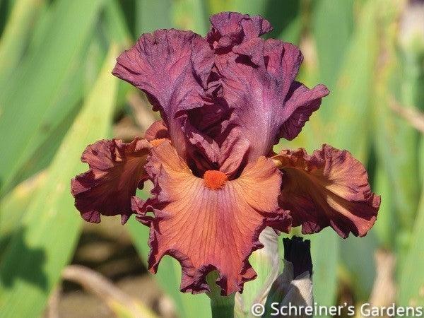 Catch The Fever | Tall Bearded Iris