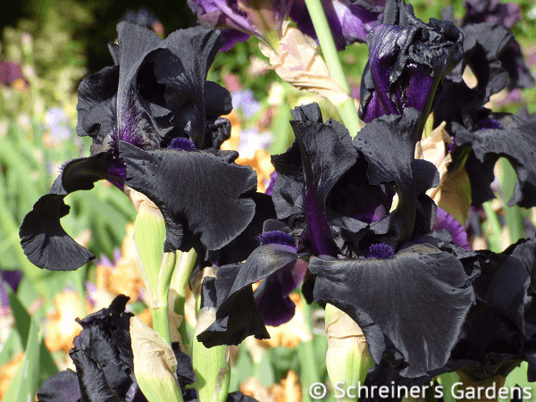 Black Suited | Tall Bearded Iris