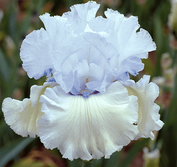 Chinook Winds Tall Bearded Iris