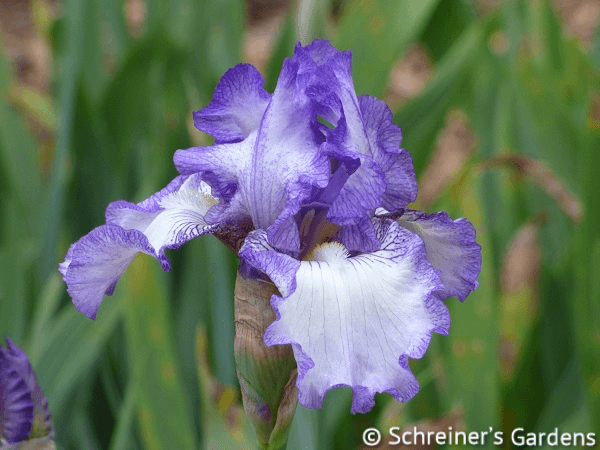 Earl of Essex | Tall Bearded Iris