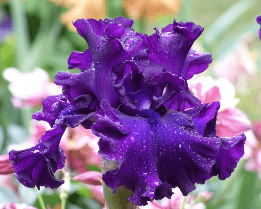 Create Your Own Classics Iris Collection | Shop Discounted Collections