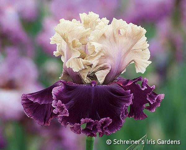 But Darling | Tall Bearded Iris