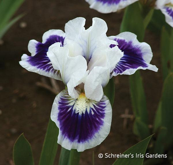 Riveting | Dwarf Bearded Iris