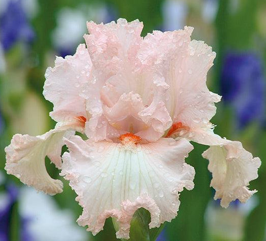 Blush Hour Tall Bearded Iris