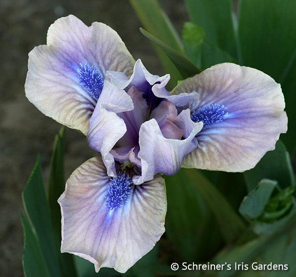 androgyny dwarf bearded iris